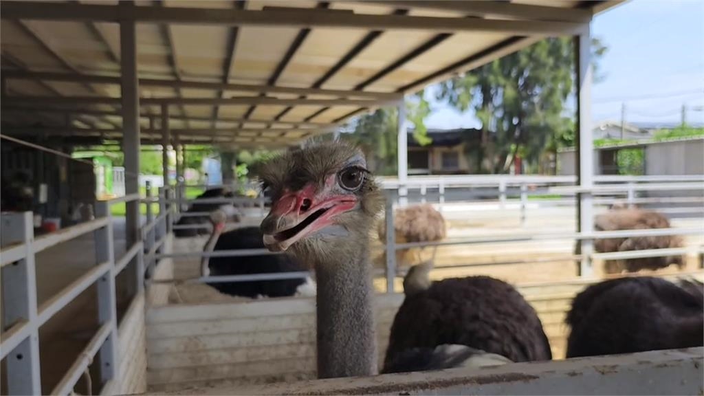 鴕鳥商機旺　鴕鳥蛋一顆5百、鴕鳥農場年賣1百隻雛鳥