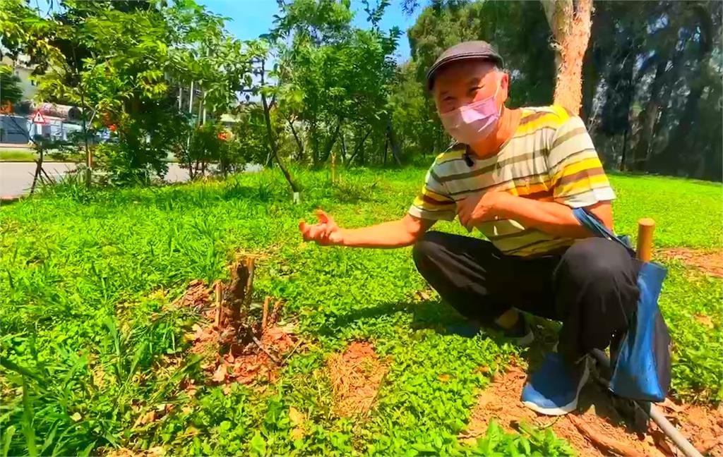 公園維護漏洞百出！　棧道腐朽不堪、特殊「熊谷櫻」遭砍伐