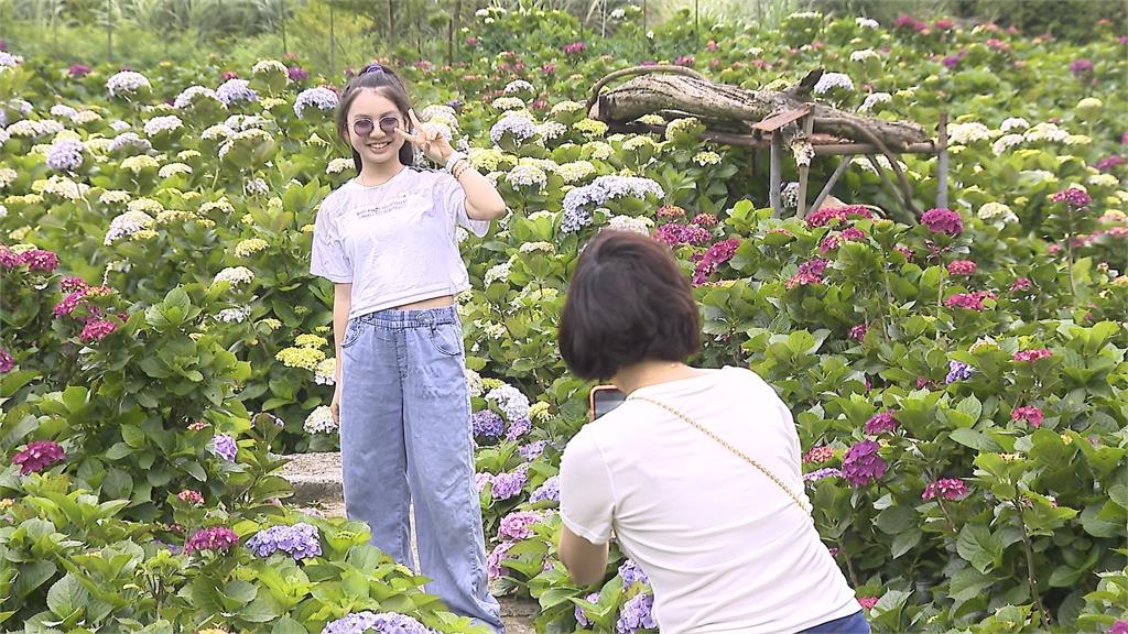 竹子湖繡球花絢麗登場　繽紛花朵+山中雲霧「浪漫爆表」