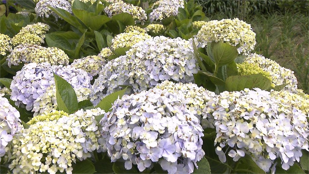 竹子湖繡球花絢麗登場　繽紛花朵+山中雲霧「浪漫爆表」