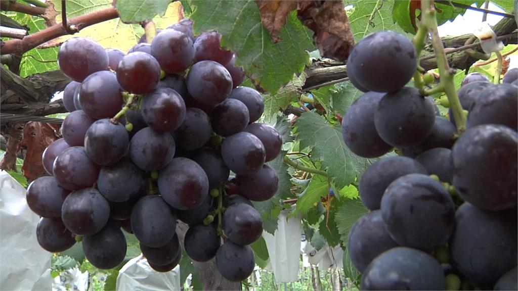 颱風生成孔掠過東部海面 葡萄進入採收期 農民憂心