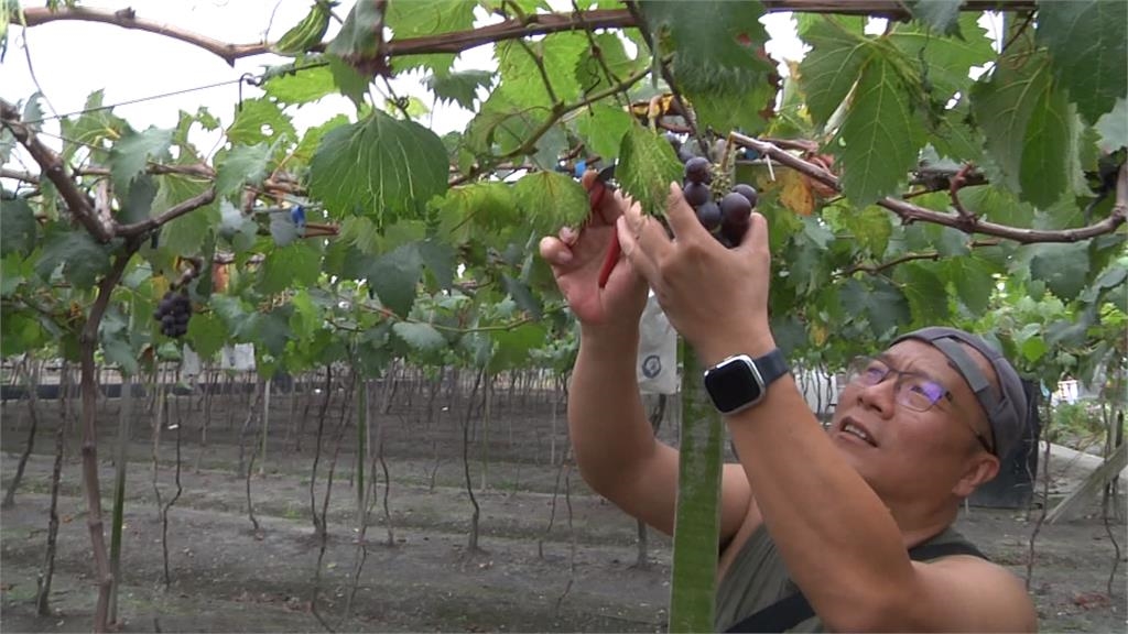 颱風生成孔掠過東部海面 葡萄進入採收期 農民憂心