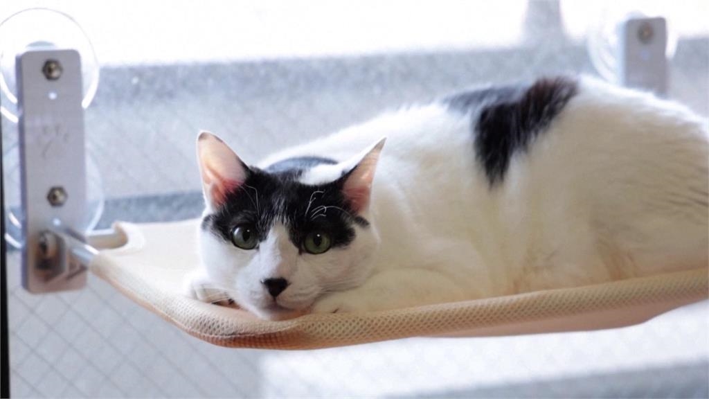 日本研發用AI分析貓咪表情　即時掌握健康狀態