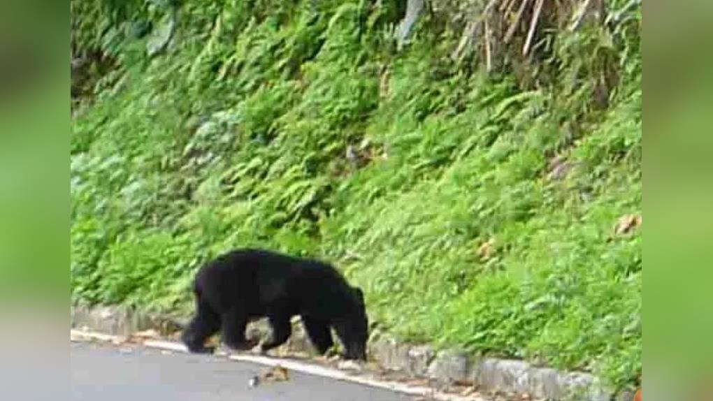 花蓮熊出沒！南安瀑布驚見黑熊媽媽帶小熊覓食　溫馨畫面曝光