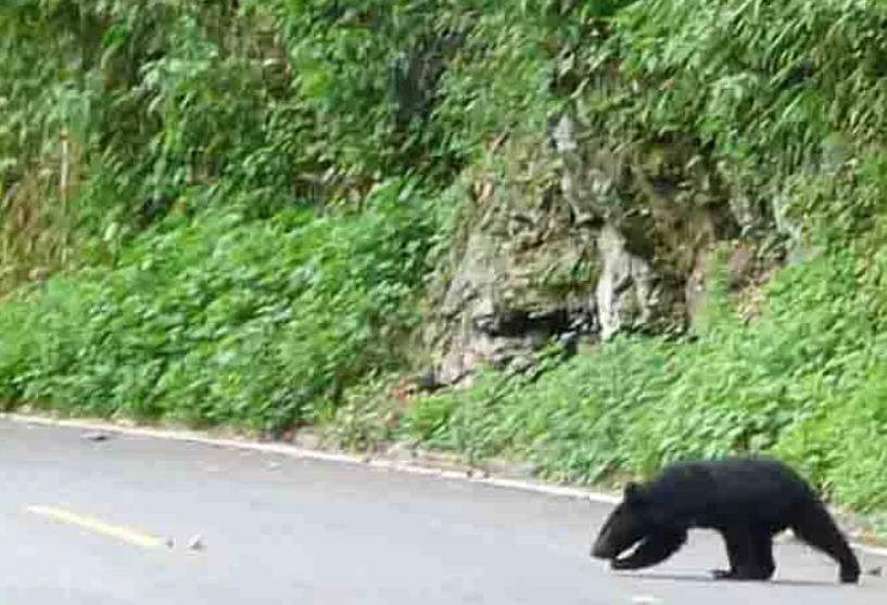 快新聞/花蓮遊客減少卻有熊出沒!南安瀑布附近驚現黑熊覓食 畫面曝光