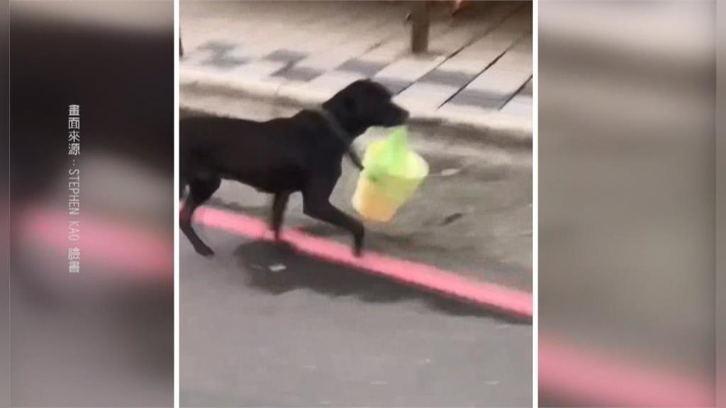 超可愛! 狗叼垃圾桶.貓向鏡頭拜託"要主人回家"