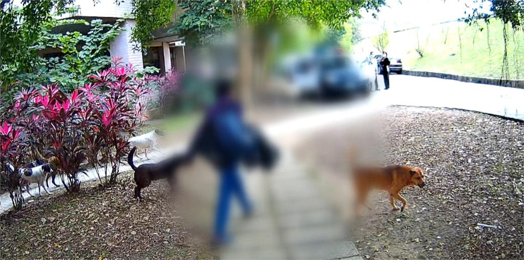 異言堂/遊蕩犬進校園 追車、咬人、侵害野生動物