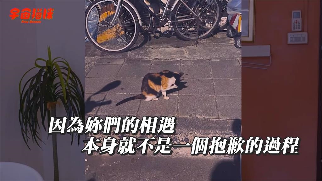貓咪在醫院中離世!飼主自責沒早點帶牠回家 寵物溝通師1話讓她大哭