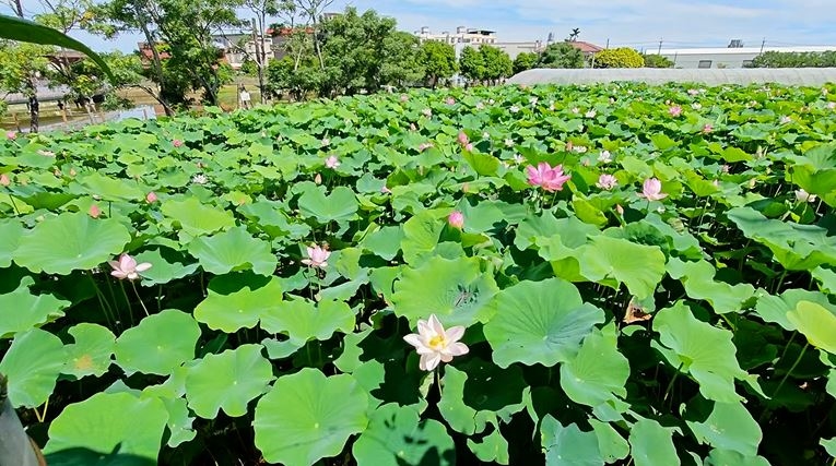 4甲荷花田百花齊放！　桃園蓮花業主推「蓮子冰」賞蓮又消暑