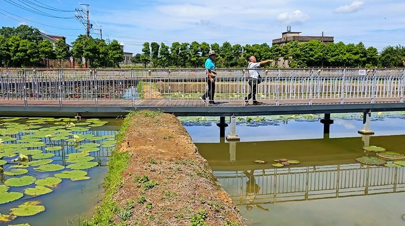 4甲荷花田百花齊放！　桃園蓮花業主推「蓮子冰」賞蓮又消暑