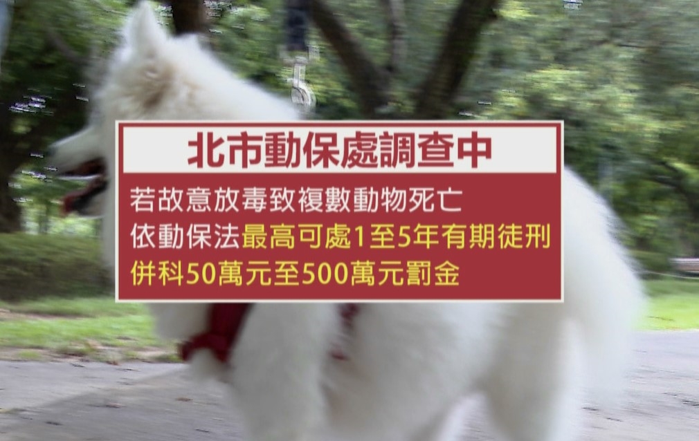 大安森林公園散步法鬥突死亡 飼主悲痛懷疑草地有毒