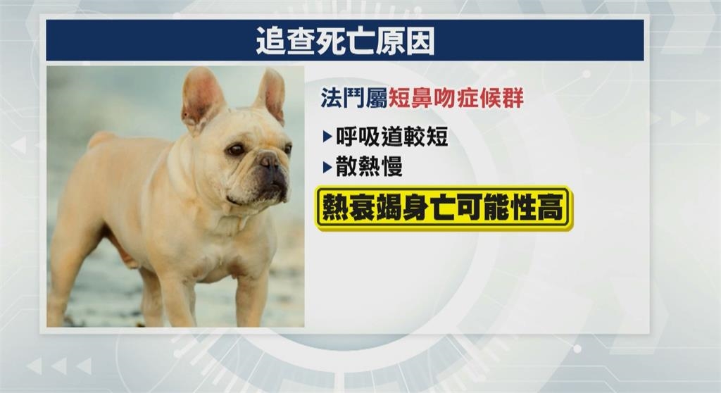 大安森林公園散步法鬥突死亡 飼主悲痛懷疑草地有毒