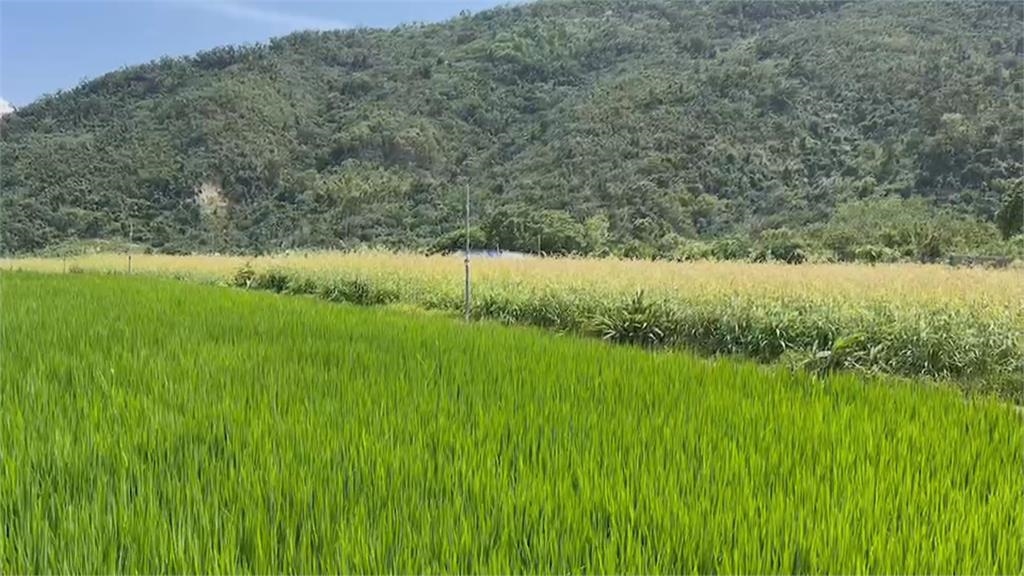 推動台灣特有穀物「油芒」 武陵部落推出各式油芒料理