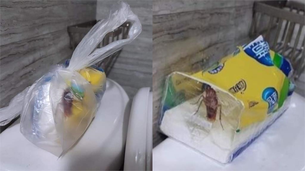 廁所衛生紙裡爬「巨無霸蟑螂」！他這招反擊「整包不要」萬人狂讚