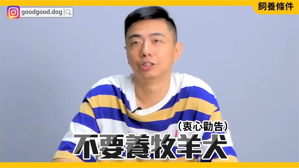 你是適合的主人嗎？專家解析寵物柴犬特性　「颳風下雨都要遛狗」勸：三思