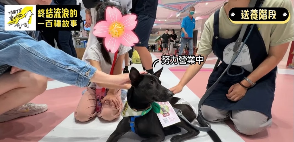 癱瘓浪浪險遭安樂死！小黑狗「戚風」奇蹟重生努力站起來 找家兩年待有緣人