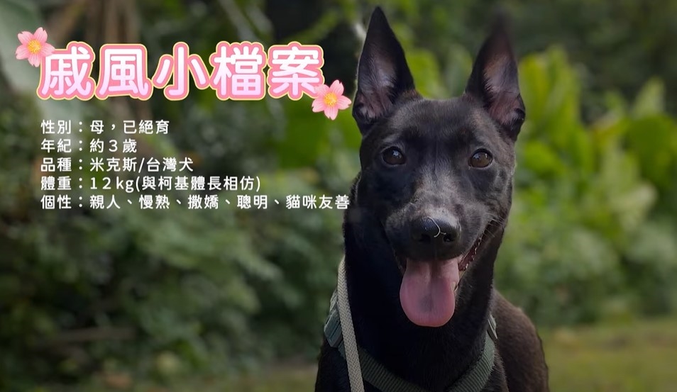 癱瘓浪浪險遭安樂死！小黑狗「戚風」奇蹟重生努力站起來 找家兩年待有緣人