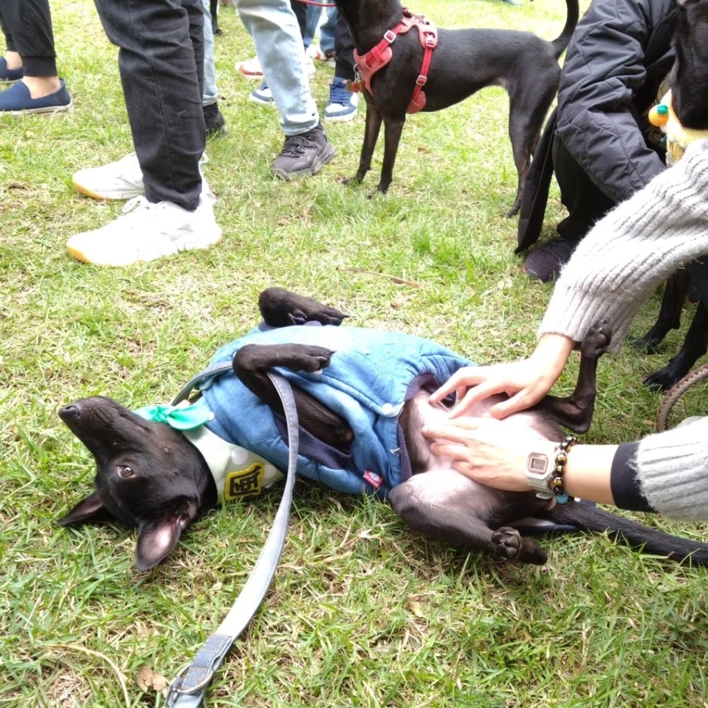 癱瘓浪浪險遭安樂死！小黑狗「戚風」奇蹟重生努力站起來 找家兩年待有緣人