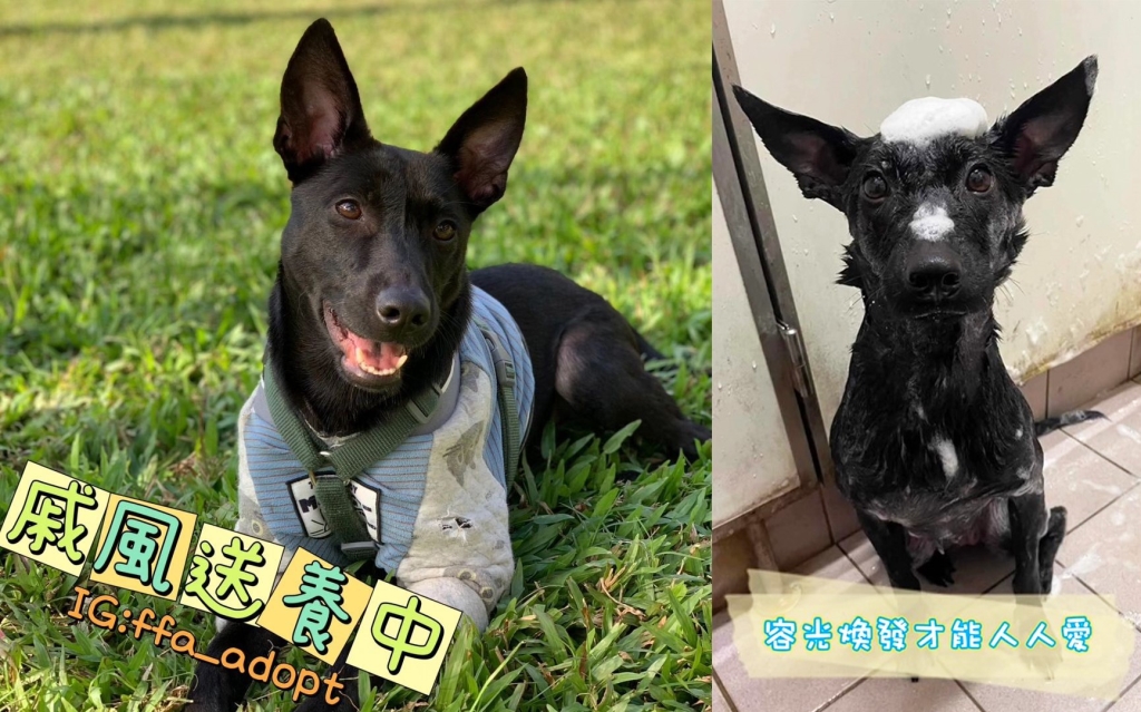 癱瘓浪浪險遭安樂死！小黑狗「戚風」奇蹟重生努力站起來 找家兩年待有緣人