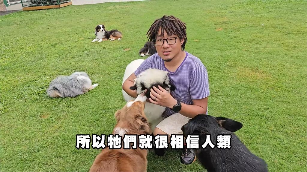 可愛到無法自拔！他成功圓夢飼養「笑笑羊」　跑跳吃草模樣萌翻全網