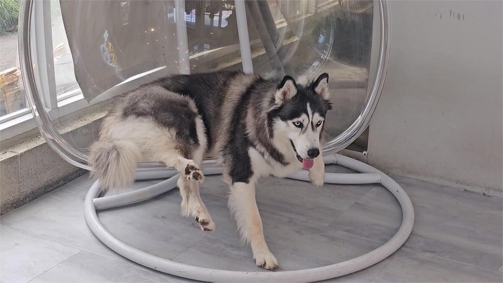 省錢　？遭檢舉冷氣不冷狗狗疑中暑　餐廳駁：可能玩累在休息、已清濾網