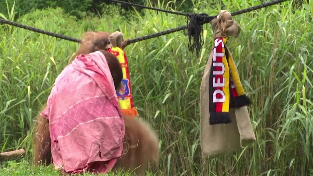 歐洲盃西班牙將擊敗德國?「神諭猩猩」給出8強結果 園方:沒解釋餘地