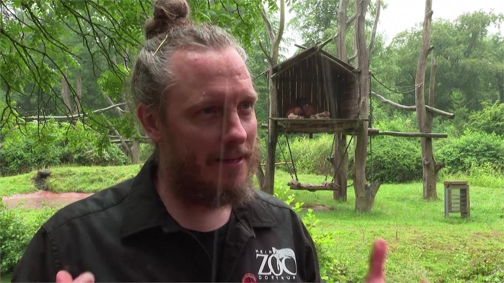 歐洲盃西班牙將擊敗德國?「神諭猩猩」給出8強結果 園方:沒解釋餘地