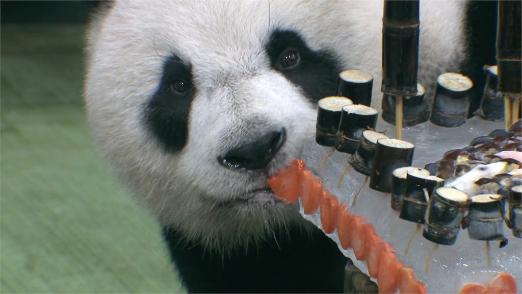 大貓熊「圓仔」11歲生日會 與粉絲同歡!手滑打翻蛋糕超萌