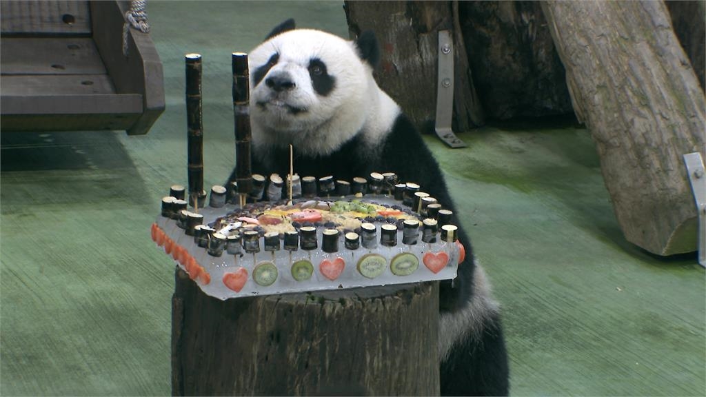 大貓熊「圓仔」11歲生日會 與粉絲同歡!手滑打翻蛋糕超萌