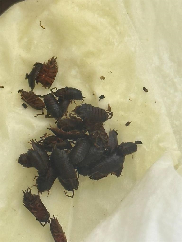 噁！美式賣場水果酒驚見「20隻黑蟲激似蟑螂」他吐爆　財政局出手了