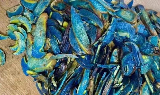 玩命？中國女網紅生吃「藍色蘑菇」下場慘！中毒出現幻覺送醫