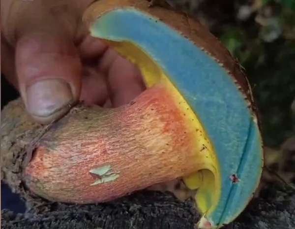 玩命？中國女網紅生吃「藍色蘑菇」下場慘！中毒出現幻覺送醫