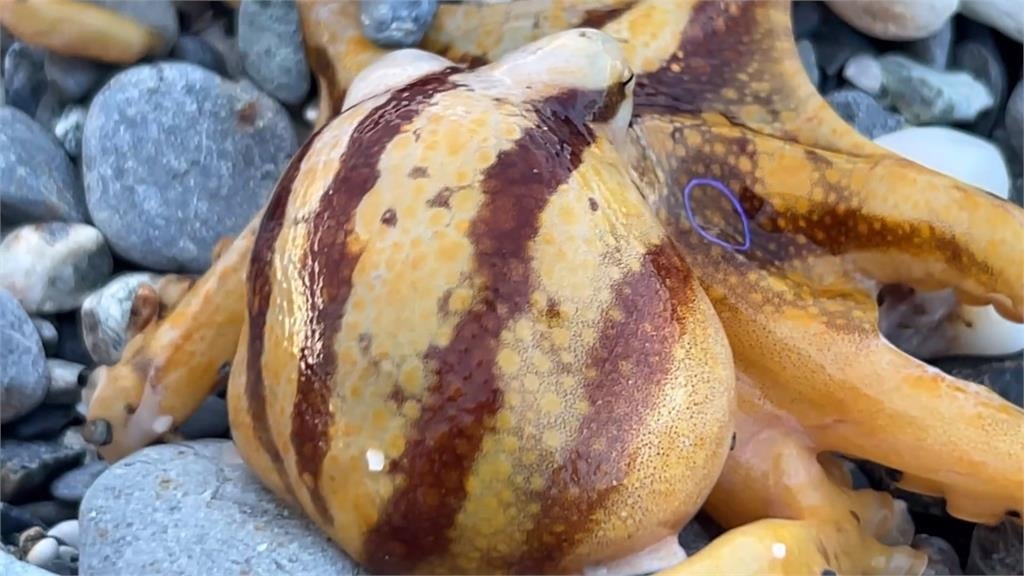 正值夏季「章魚」繁殖季節　花蓮七星潭湧釣客垂釣