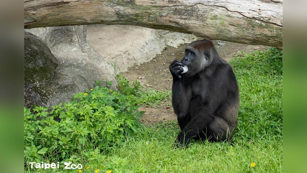 好熱！大猩猩夏天也要吃冰　動物消暑妙招全曝光