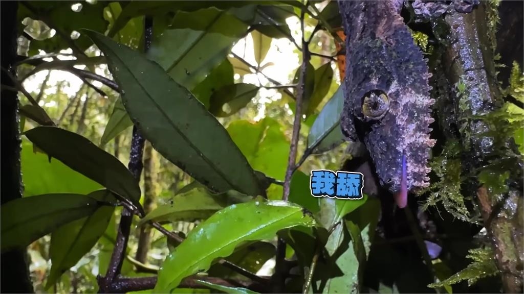馬達加斯加變色龍繁多！她見超稀有「葉尾守宮」　網讚：眼睛跟寶石一樣美