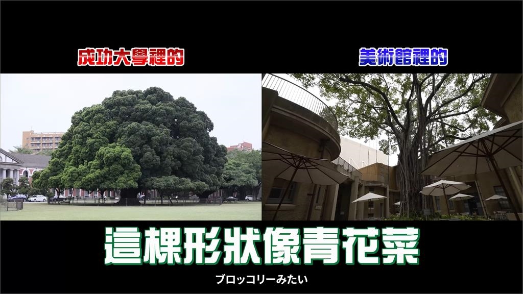 台日緣分好深!她到台南賞日治時期這物 當地人稱長知識了:我都不知道