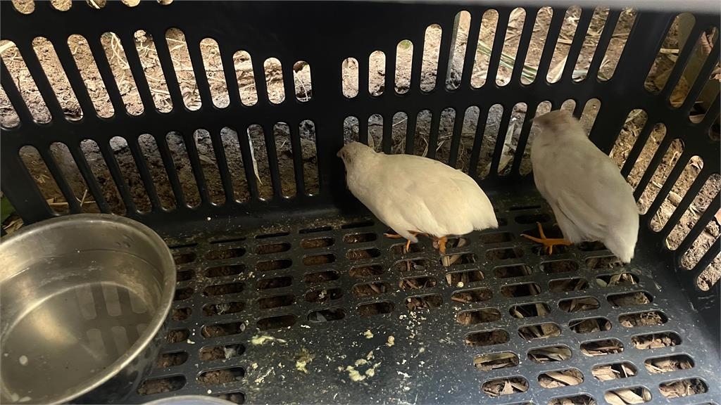 獨家!這是什麼鳥? 婦人市區撿到「這動物」驚:雞蛋自由了
