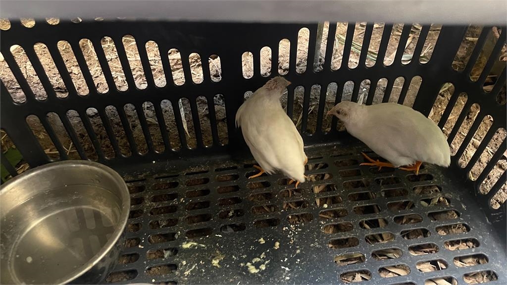 獨家!這是什麼鳥? 婦人市區撿到「這動物」驚:雞蛋自由了