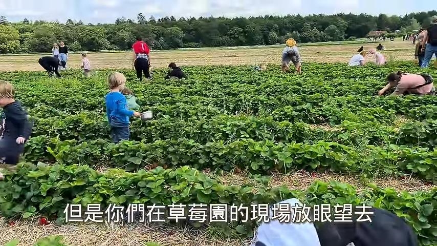太羨慕!台灣人妻體驗德國草莓園 狂讚:人和自然有和諧的關係
