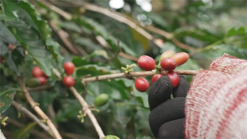 氣候變遷蟲害肆虐　LED誘導系統守護咖啡紅寶石