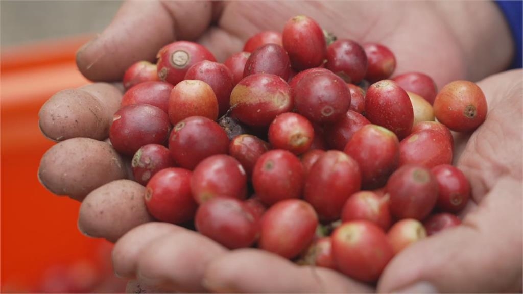 氣候變遷蟲害肆虐 LED誘導系統守護咖啡紅寶石