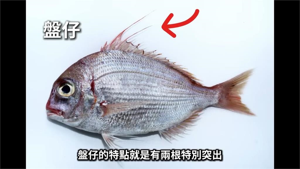 價差數倍買了變盤子!市場「買赤鯮變盤仔魚」 他揭挑魚關鍵看這點分辨