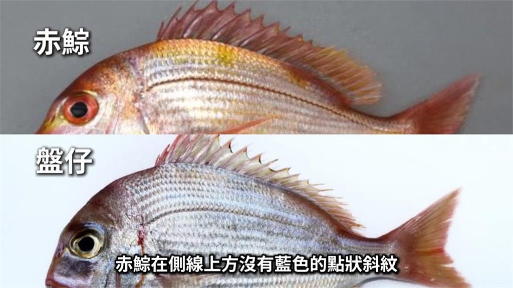 價差數倍買了變盤子!市場「買赤鯮變盤仔魚」 他揭挑魚關鍵看這點分辨