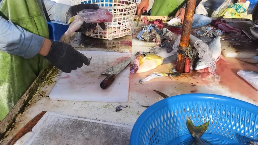 開箱宜蘭定置漁場!他意外獲「身懷劇毒的海雞腿」 剝皮現殺畫面曝光