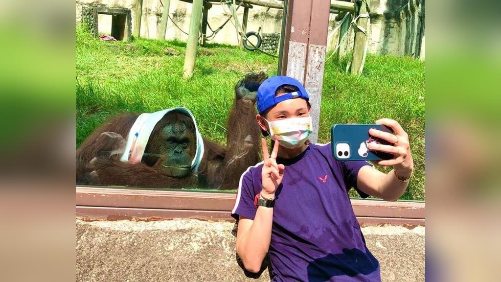曾出演電影!小戴也是牠粉絲 壽山動物園紅毛猩猩「咪咪」離世 曾出演電影!小戴也是牠粉絲 壽山動物園紅毛猩猩「咪咪」離世
