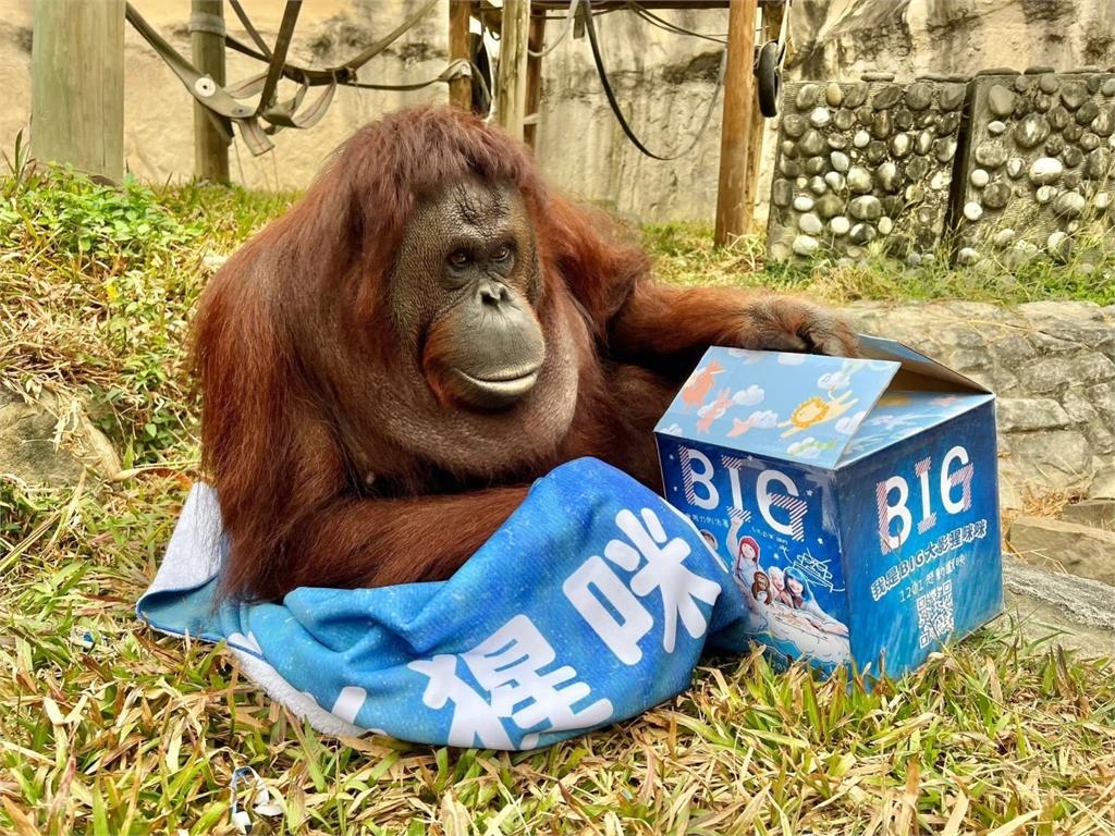 快新聞/曾出演電影!小戴也是牠粉絲 壽山動物園紅毛猩猩「咪咪」離世