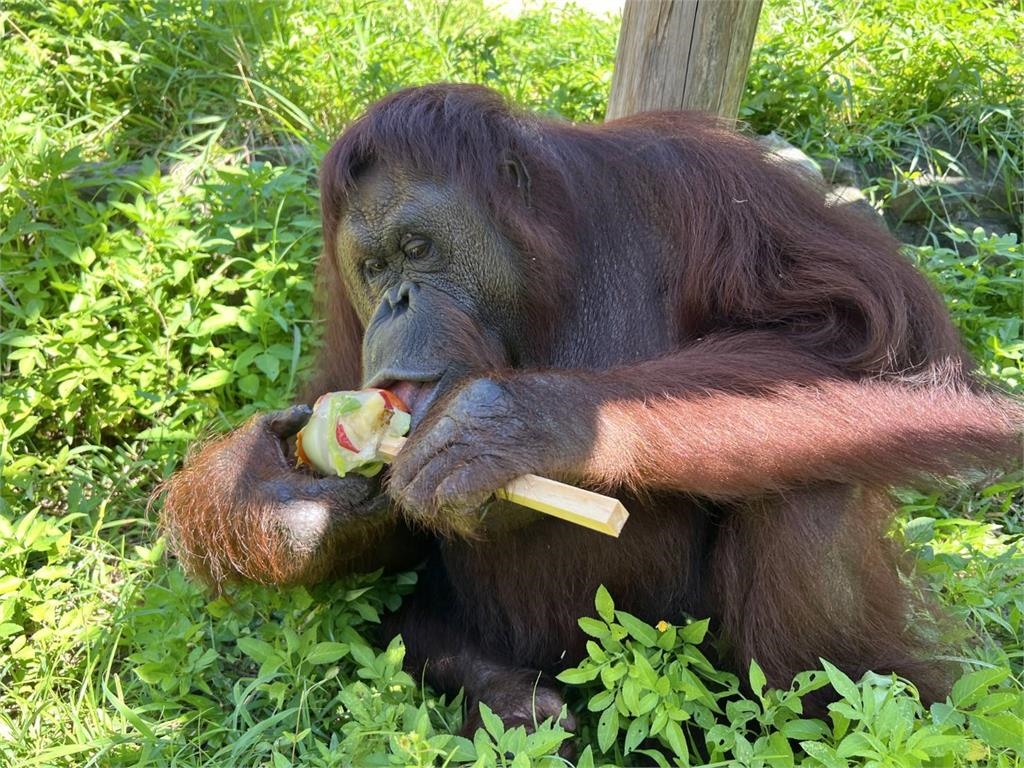 快新聞/曾出演電影!小戴也是牠粉絲 壽山動物園紅毛猩猩「咪咪」離世