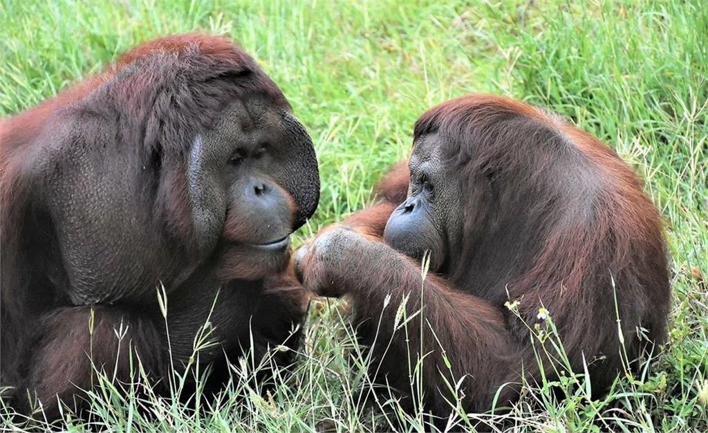 快新聞/曾出演電影!小戴也是牠粉絲 壽山動物園紅毛猩猩「咪咪」離世