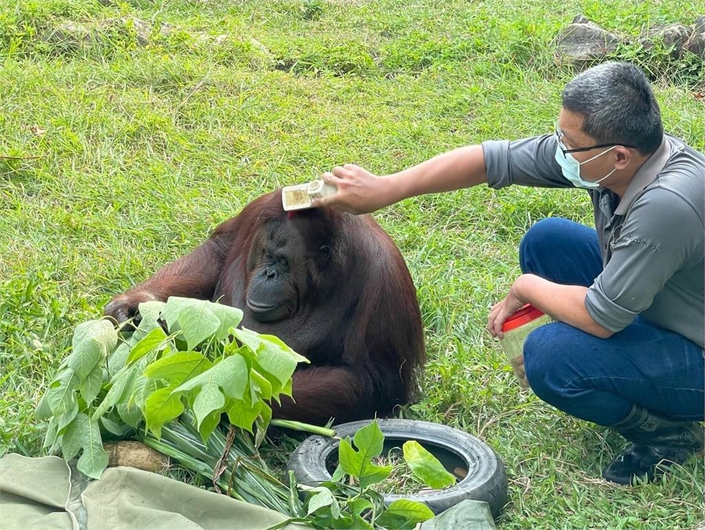快新聞/曾出演電影!小戴也是牠粉絲 壽山動物園紅毛猩猩「咪咪」離世