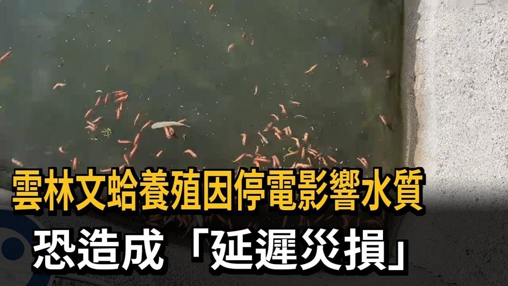 雲林文蛤養殖因停電影響水質 恐造成「延遲災損」 雲林文蛤養殖因停電影響水質 恐造成「延遲災損」